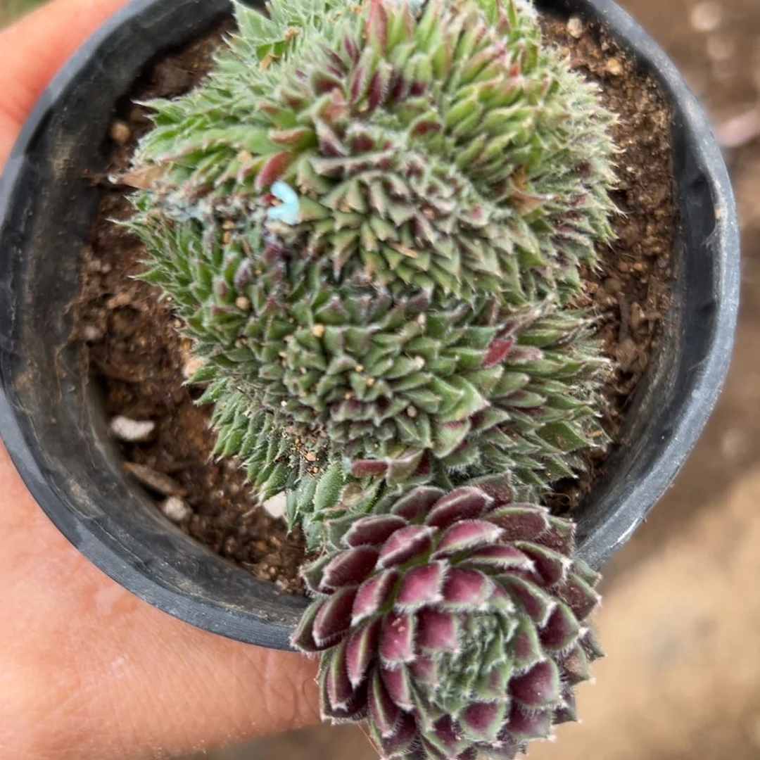 父母哦中央音乐学院中文系