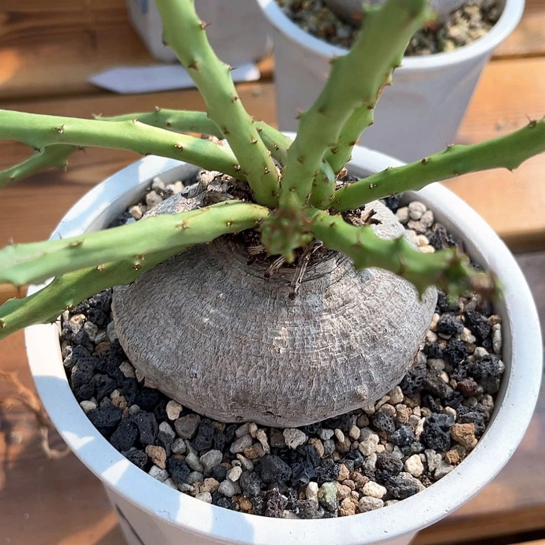 潮流植物产地蓬莱岛，黑皮，8公分