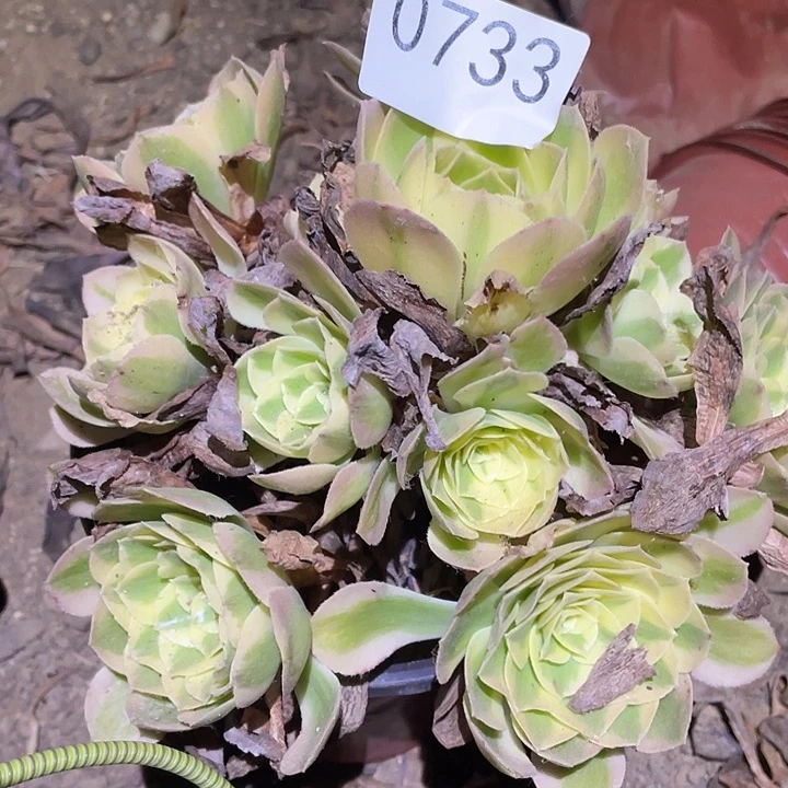 多肉植物法师733玉姿