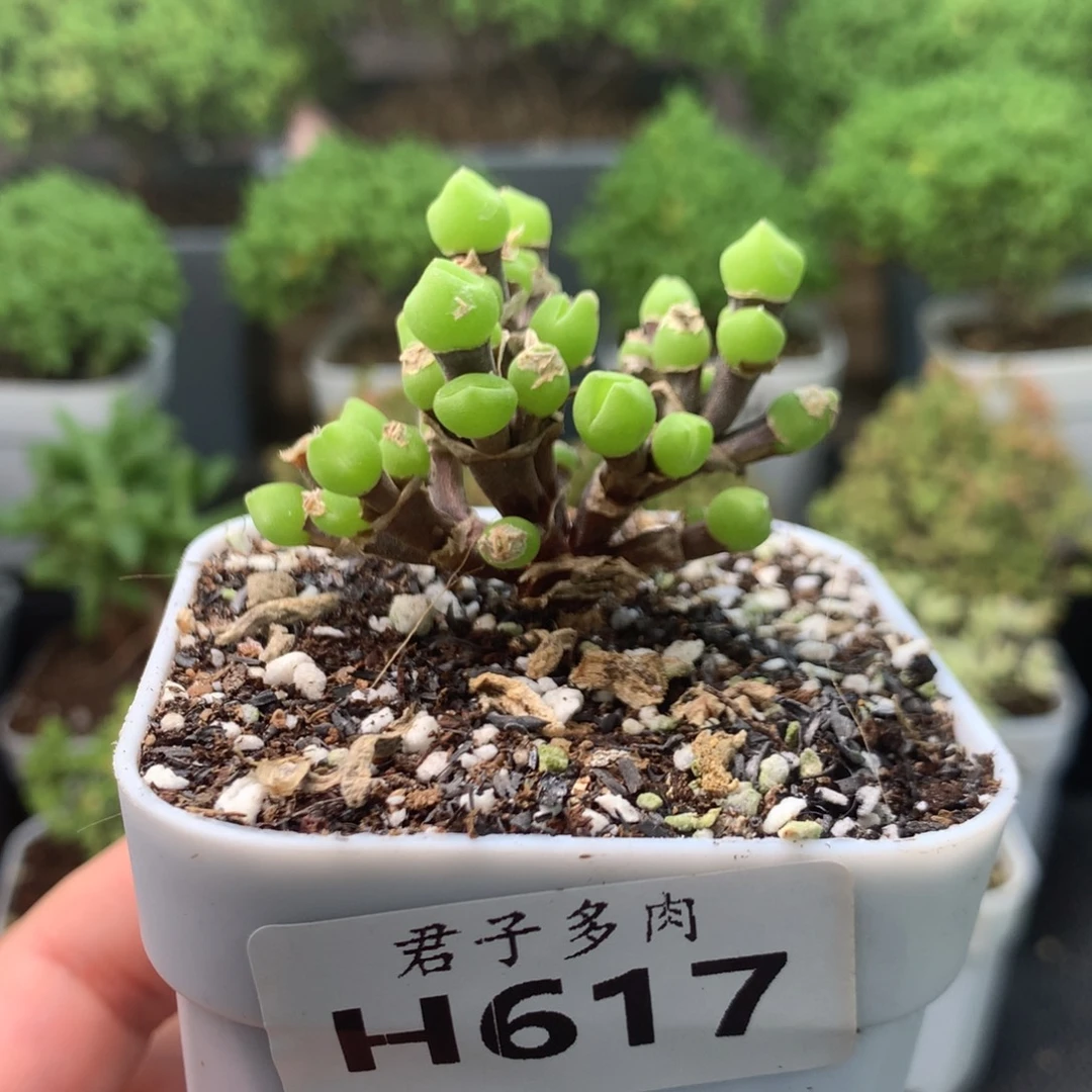 617枝干体系福利。