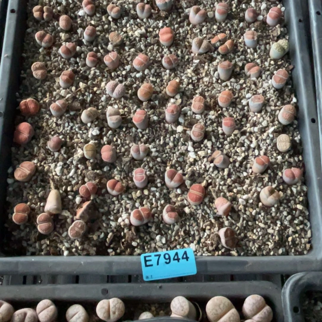 夏***炎7944筐福利不售后