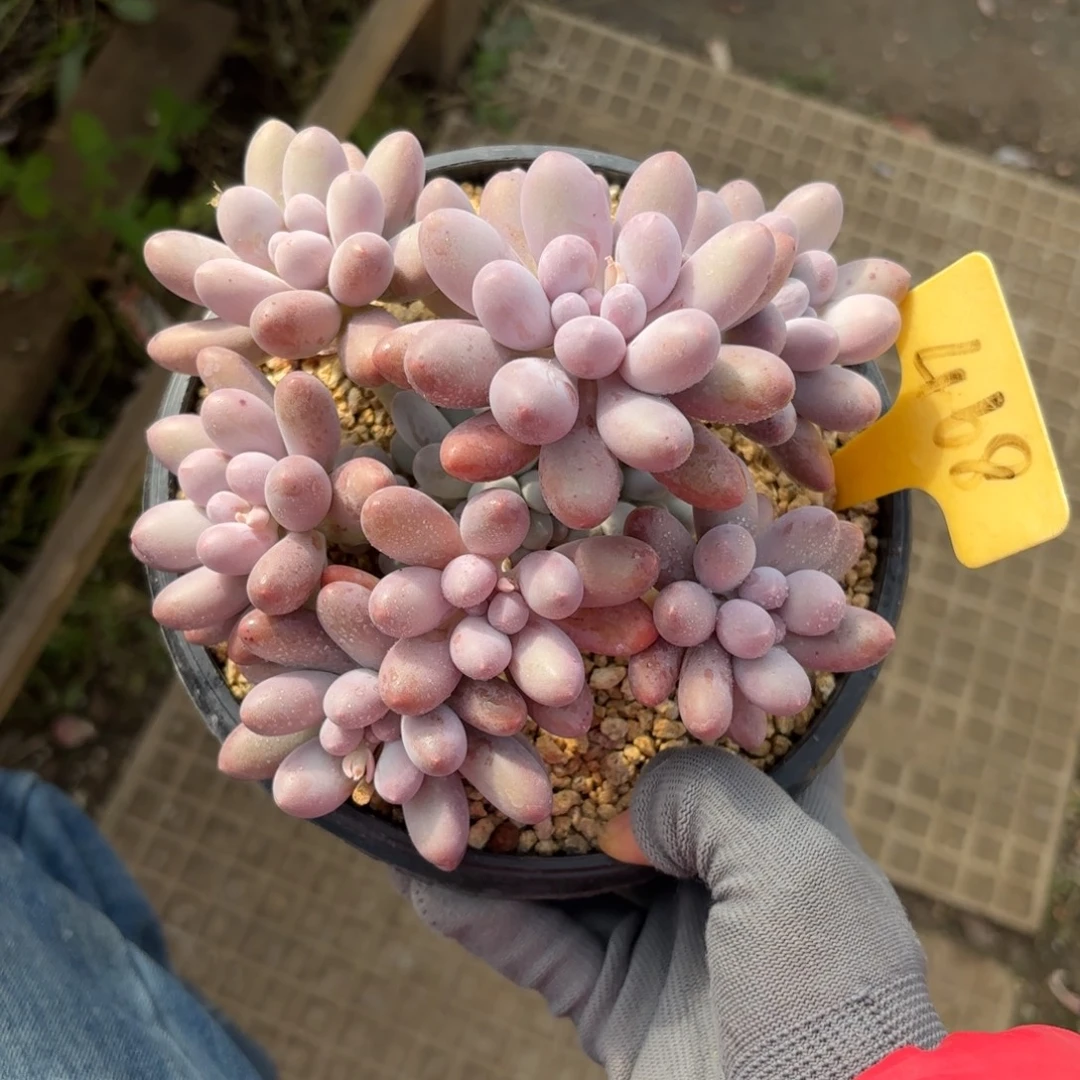 大叶汤圆8888888888888