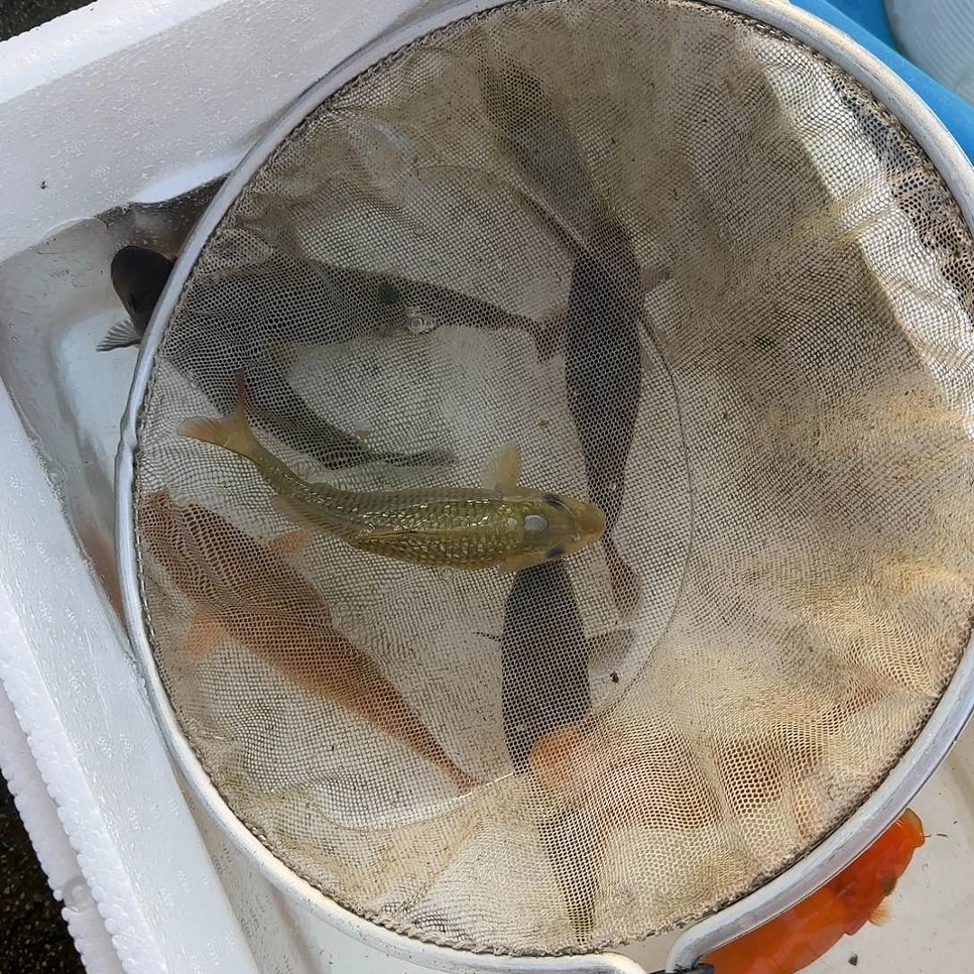 山***长鸿养鲤场大日黄猿血统留养鱼