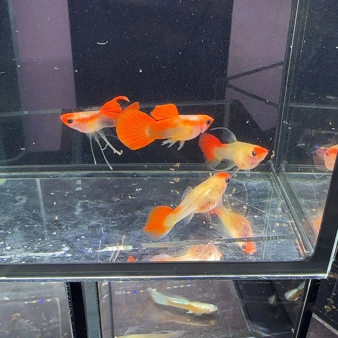 孔雀鱼短体深海蓝玻璃猫大c四条