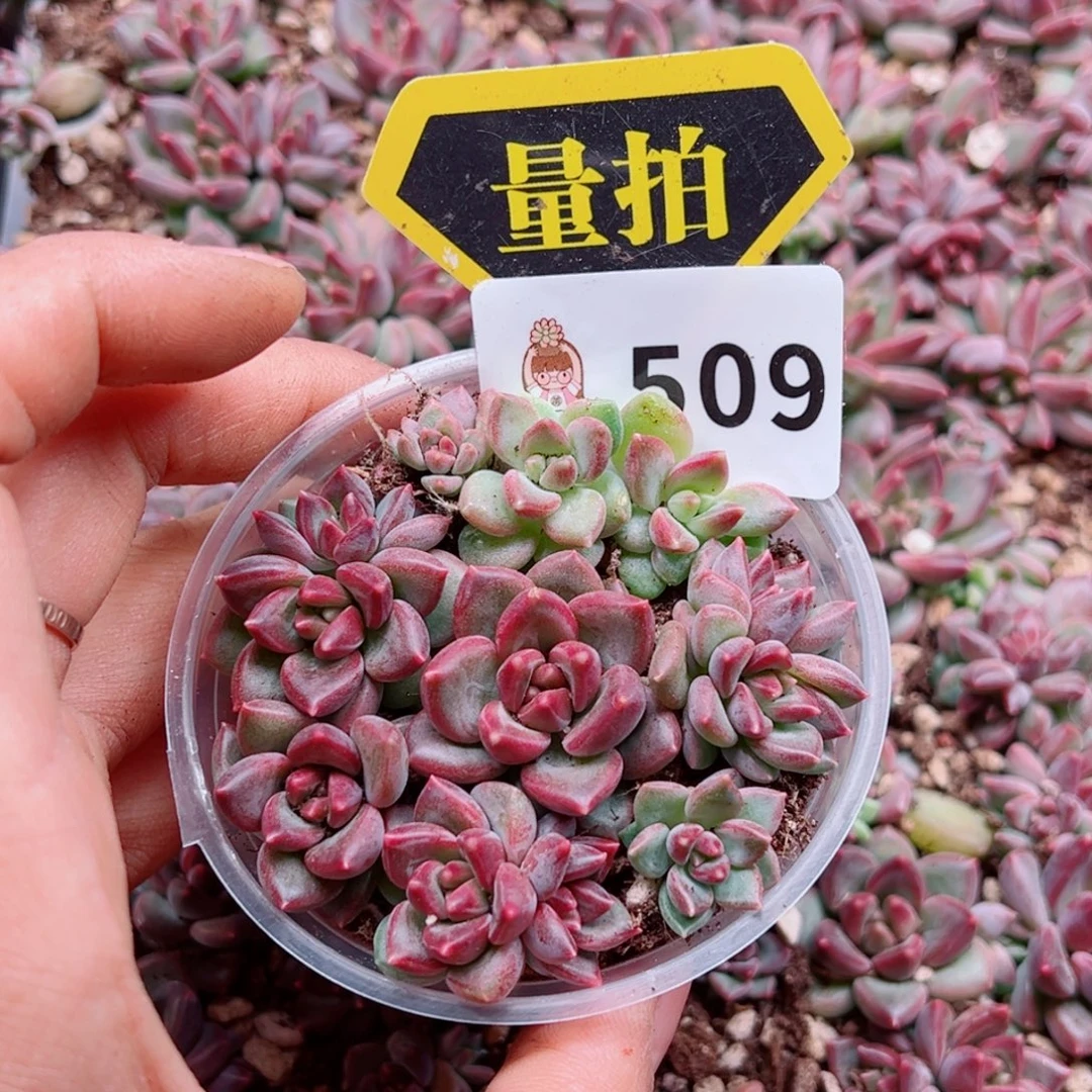 多肉植物多肉植物