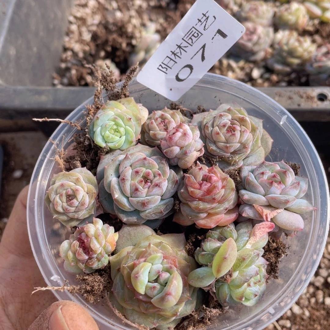 多肉植物多肉植物71