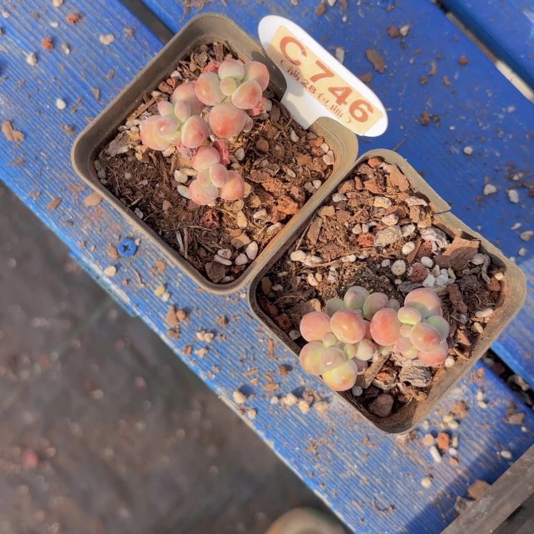 C746两颗苹果奶一物语拍