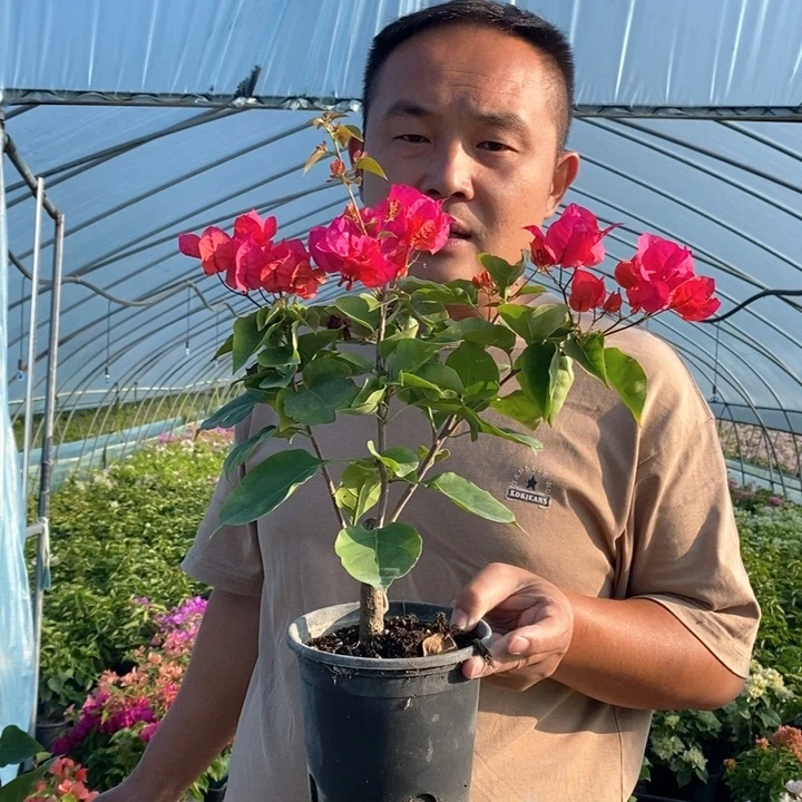 完全开放小红三角梅不售后