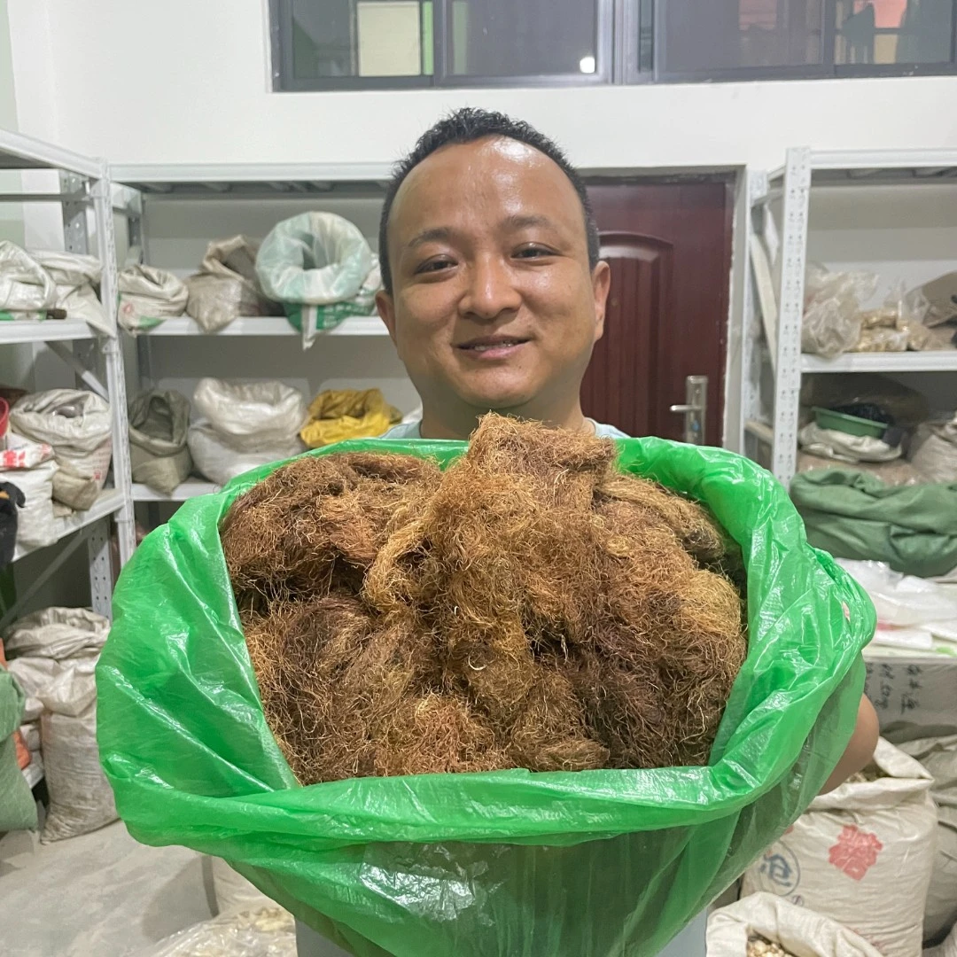 玉米须 甘肃玉米须 种植的已晒干