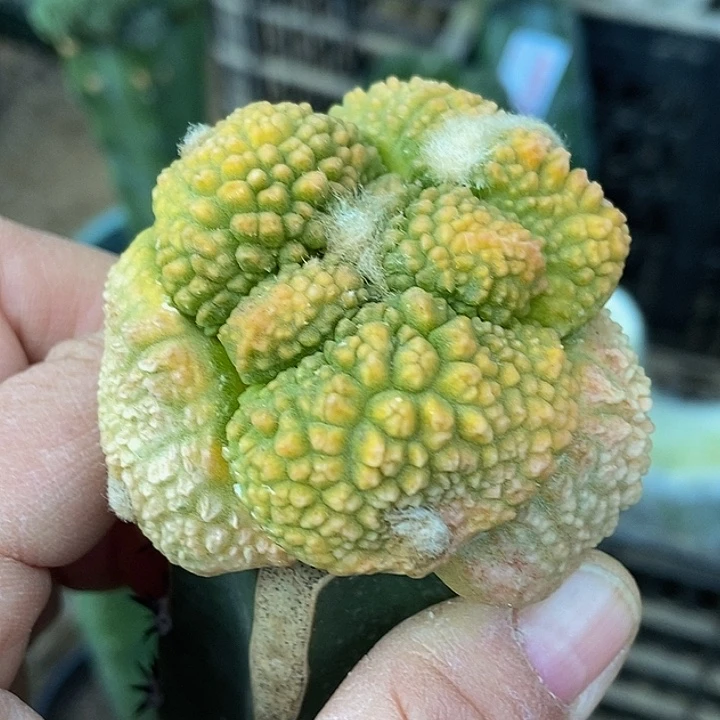 无花朵小**猪福利牡丹锦690