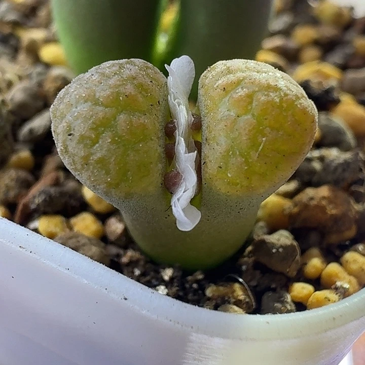 84号单头超蛋一物一拍1.2
