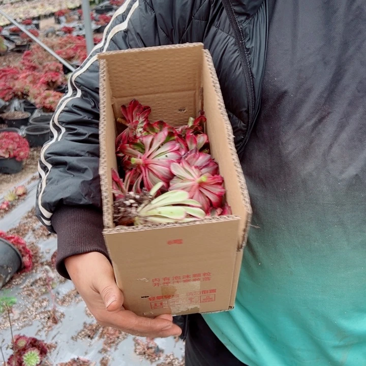 砍头苗满箱多肉法师