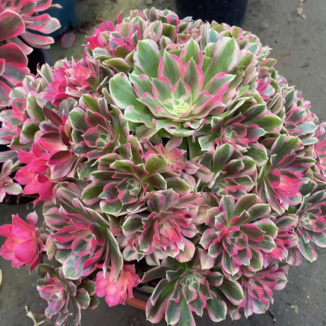 762大男神精品法师老桩