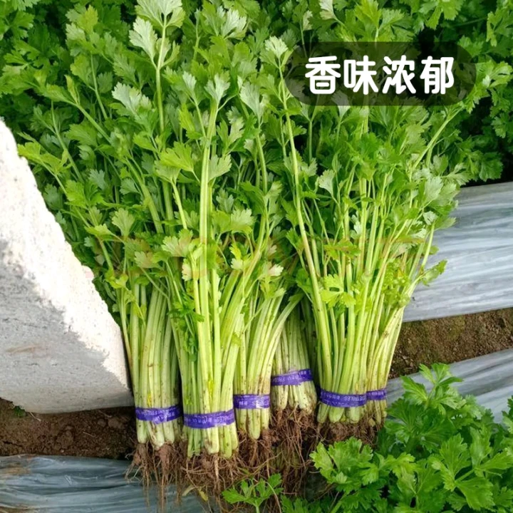 毛芹150g