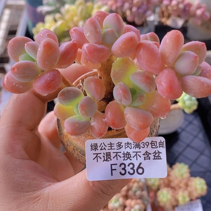 橘子香水洛神8cm336多肉植物