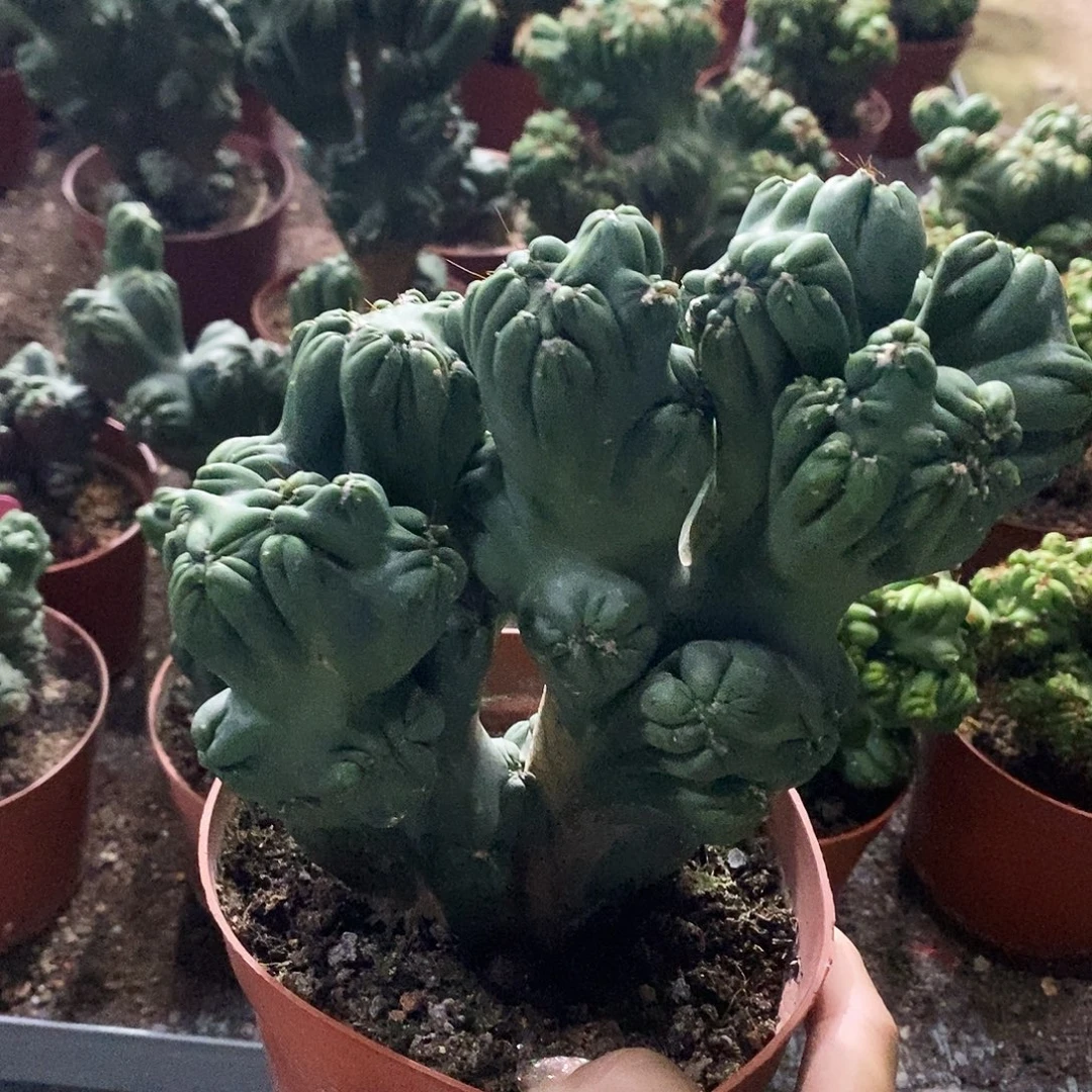 花花草草花花草草