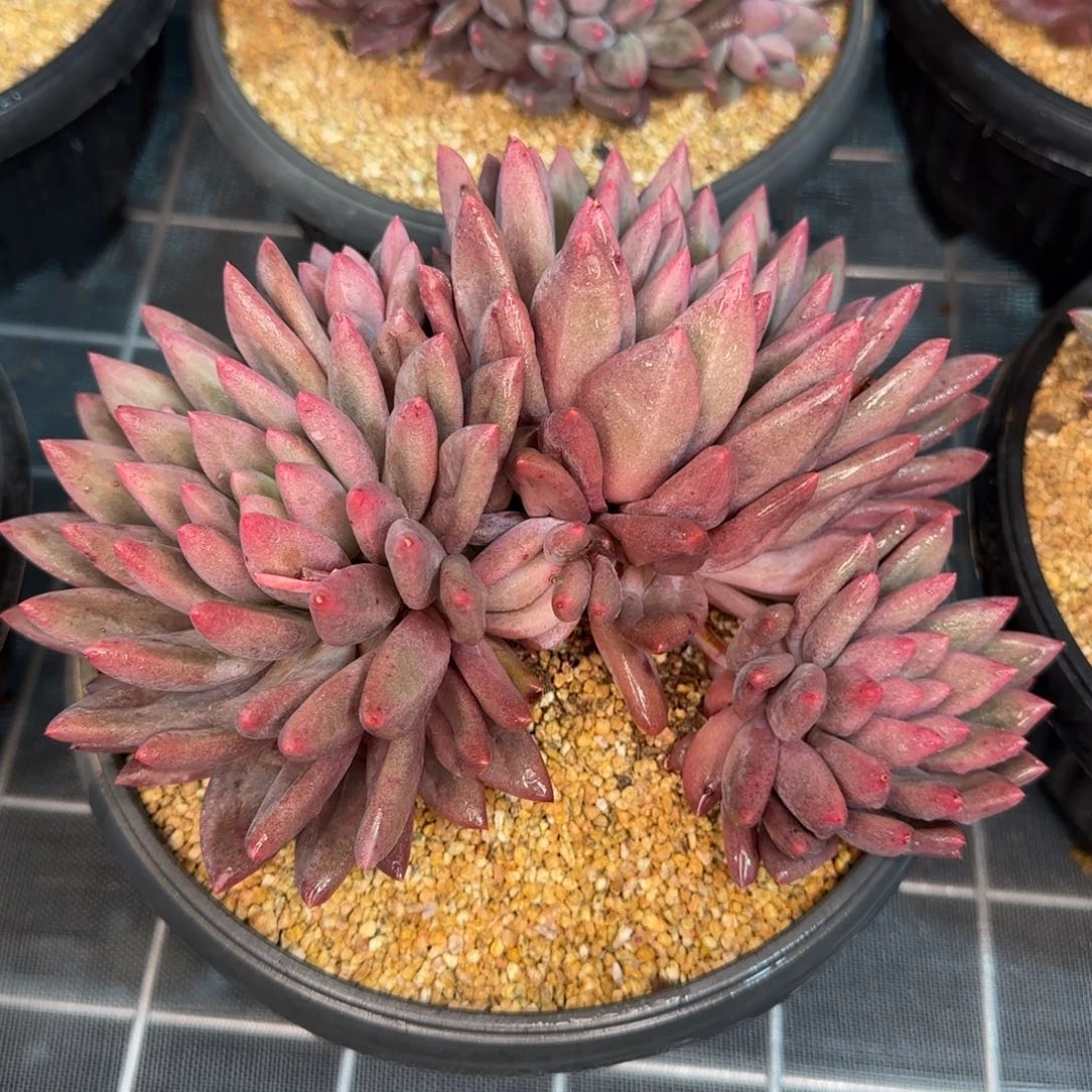 从前慢花园精选多肉红蜻蜓