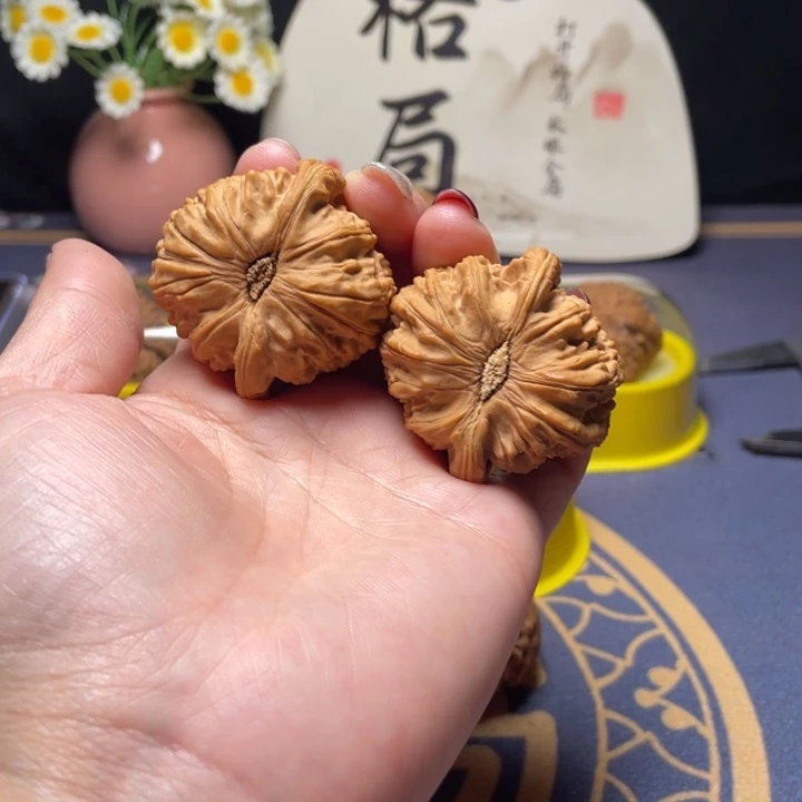 核桃42尺寸白狮子
