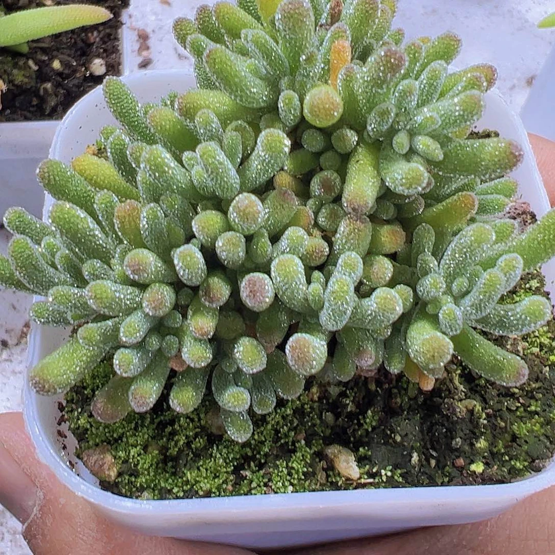 荧光兔枝干19包邮多肉