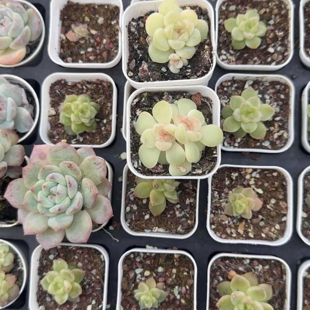 M***u615 盆2个桌上满25包邮