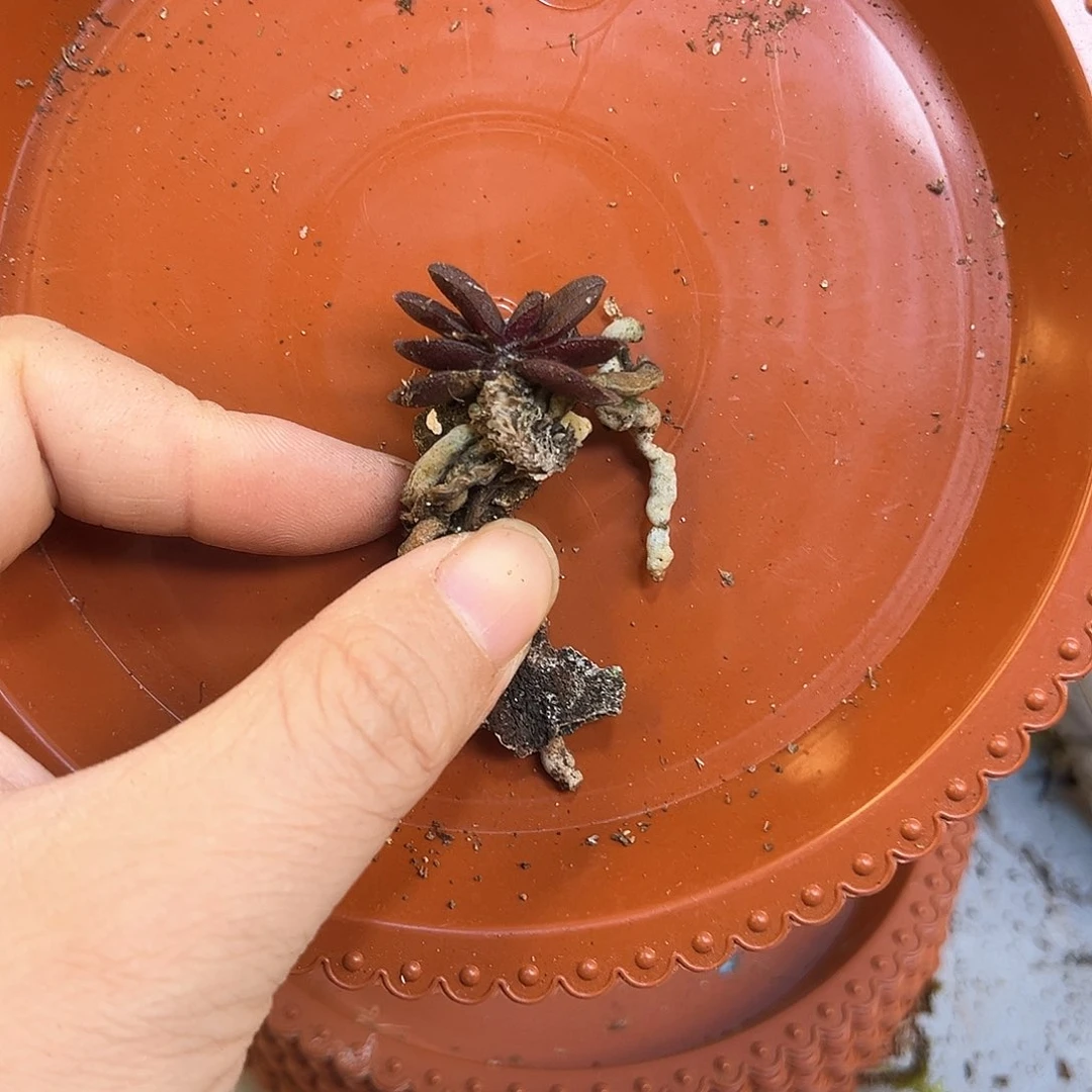 有*10。。。。。。。。。。。