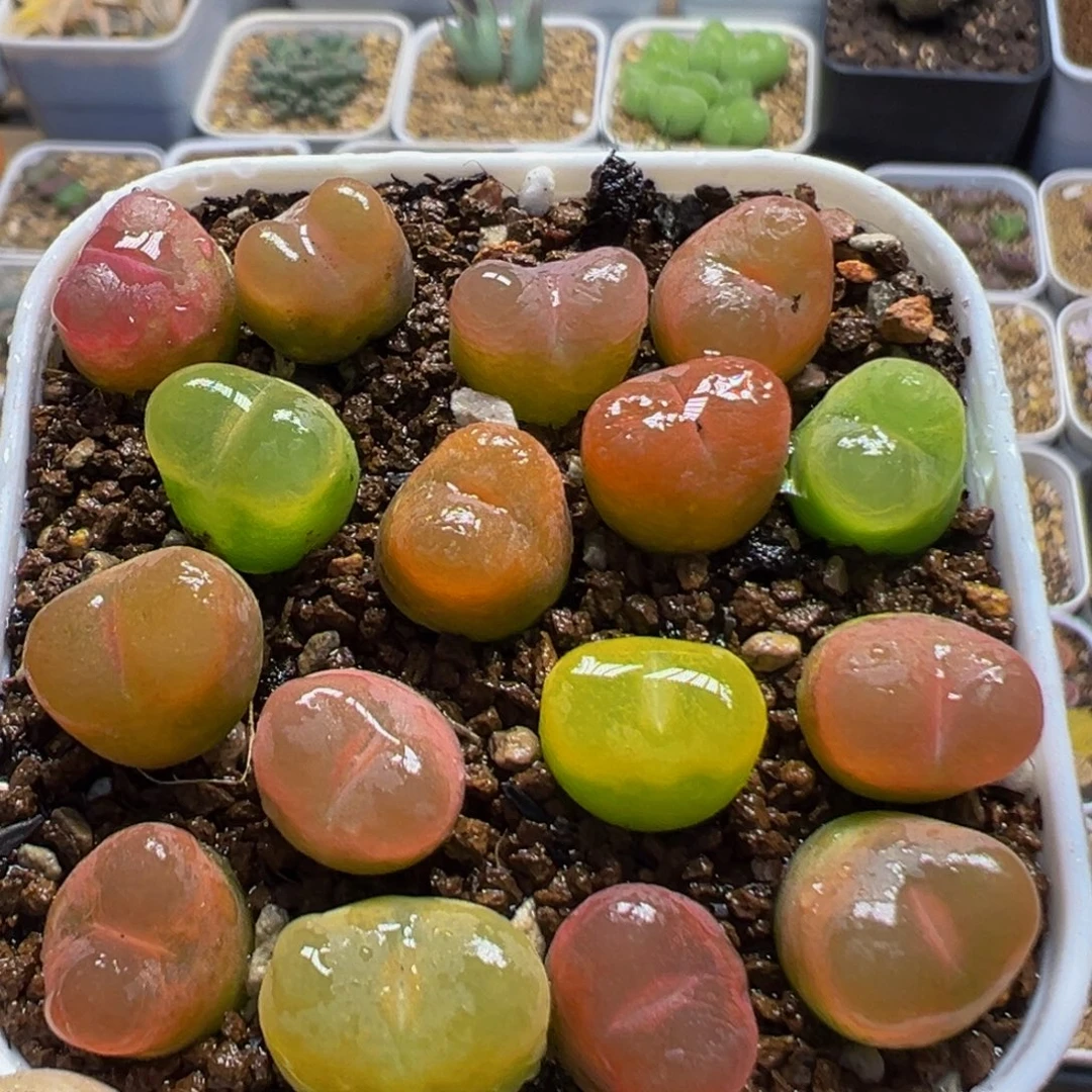 66多肉植物百科植物