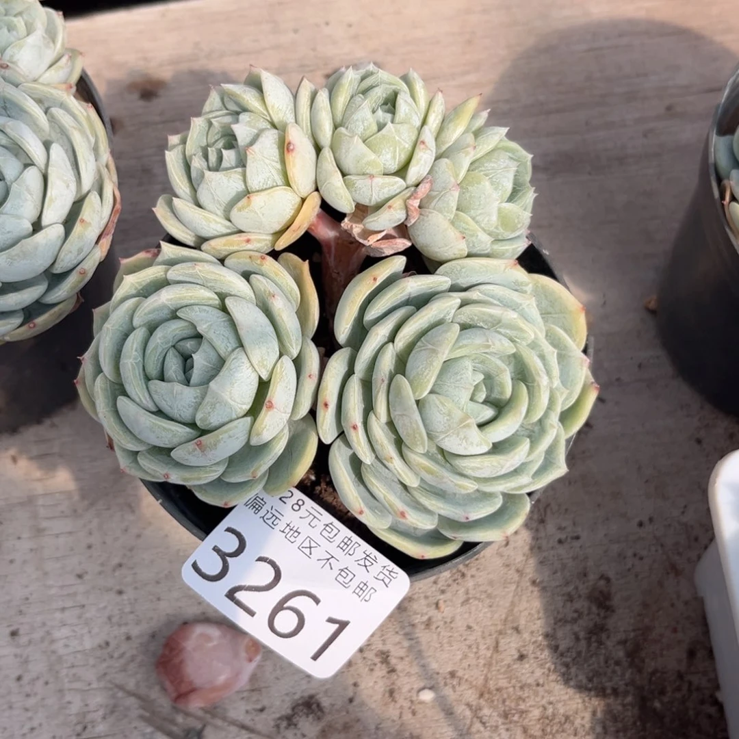 大3261（xv c b vb n n