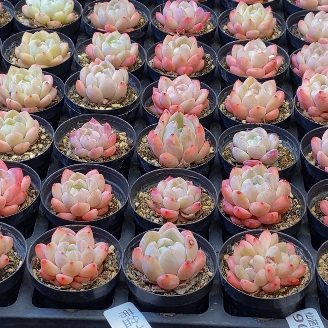 沐**奶901多肉植物保护研究所所长助理