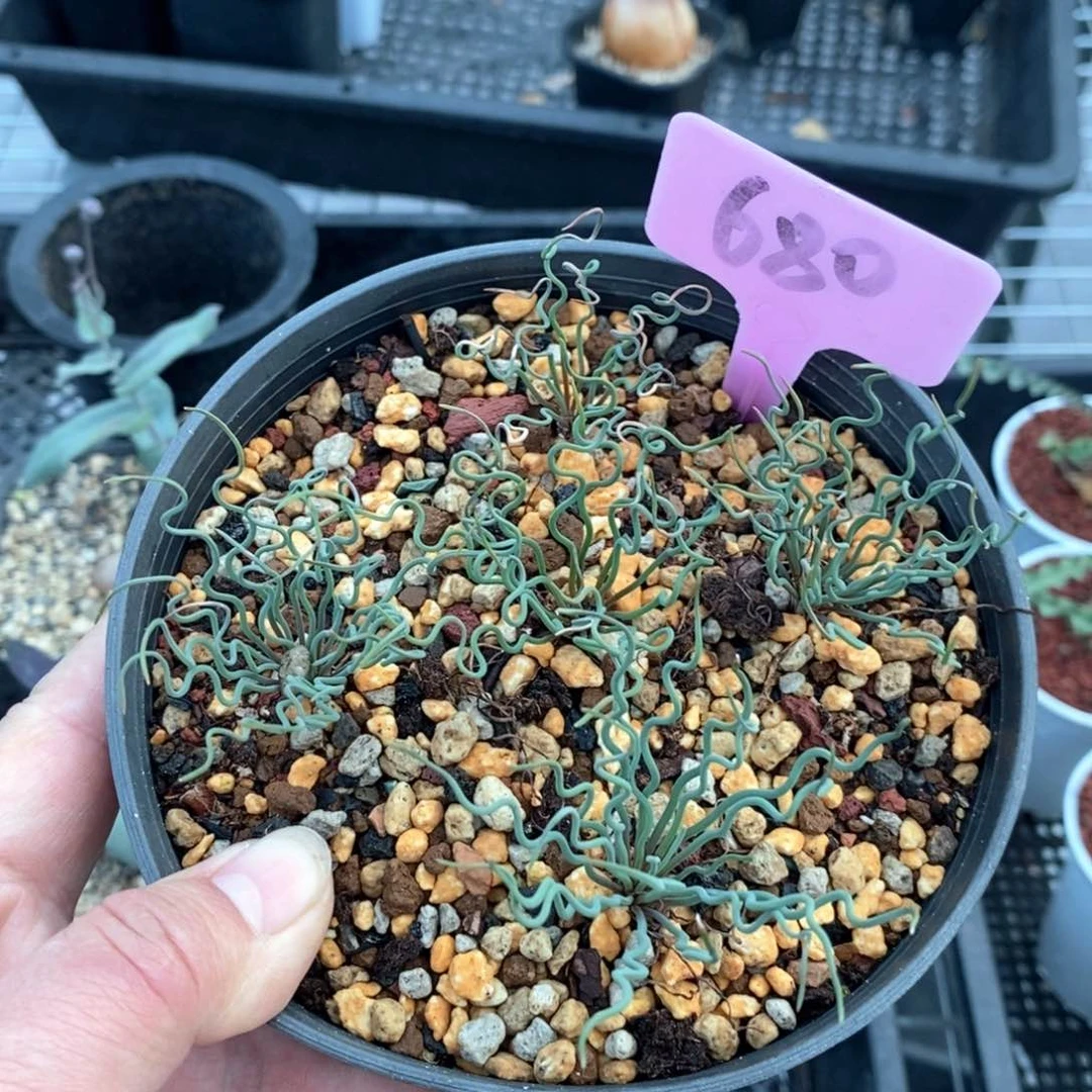 方便面弹簧草多肉植物