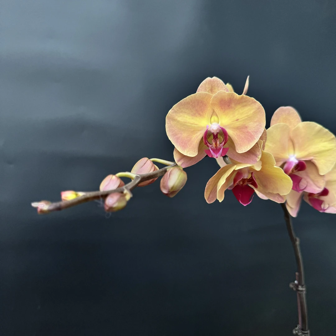 蝴蝶兰【芳美钻石】昆明基地直发