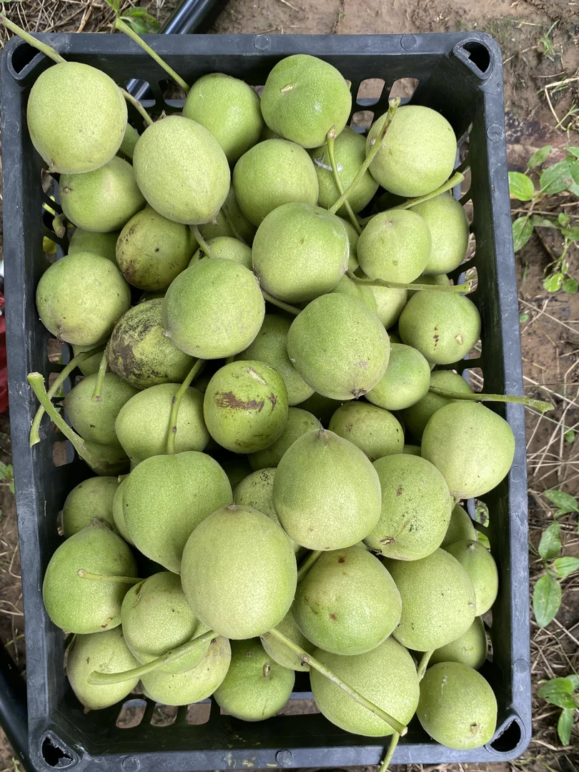 盘山公子帽文玩核桃