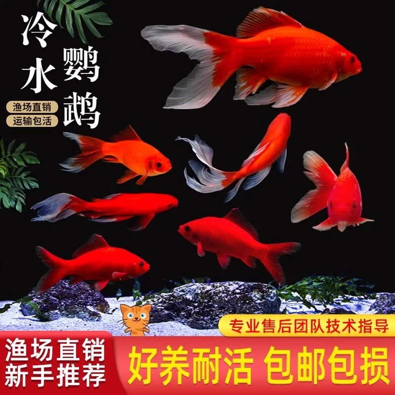 冷水鹦鹉鱼发财鱼血鹦鹉红金鱼锦鲤冷水观赏鱼活体鱼苗好养冷水鱼