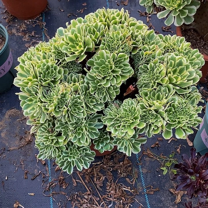 多肉植物保护研究所