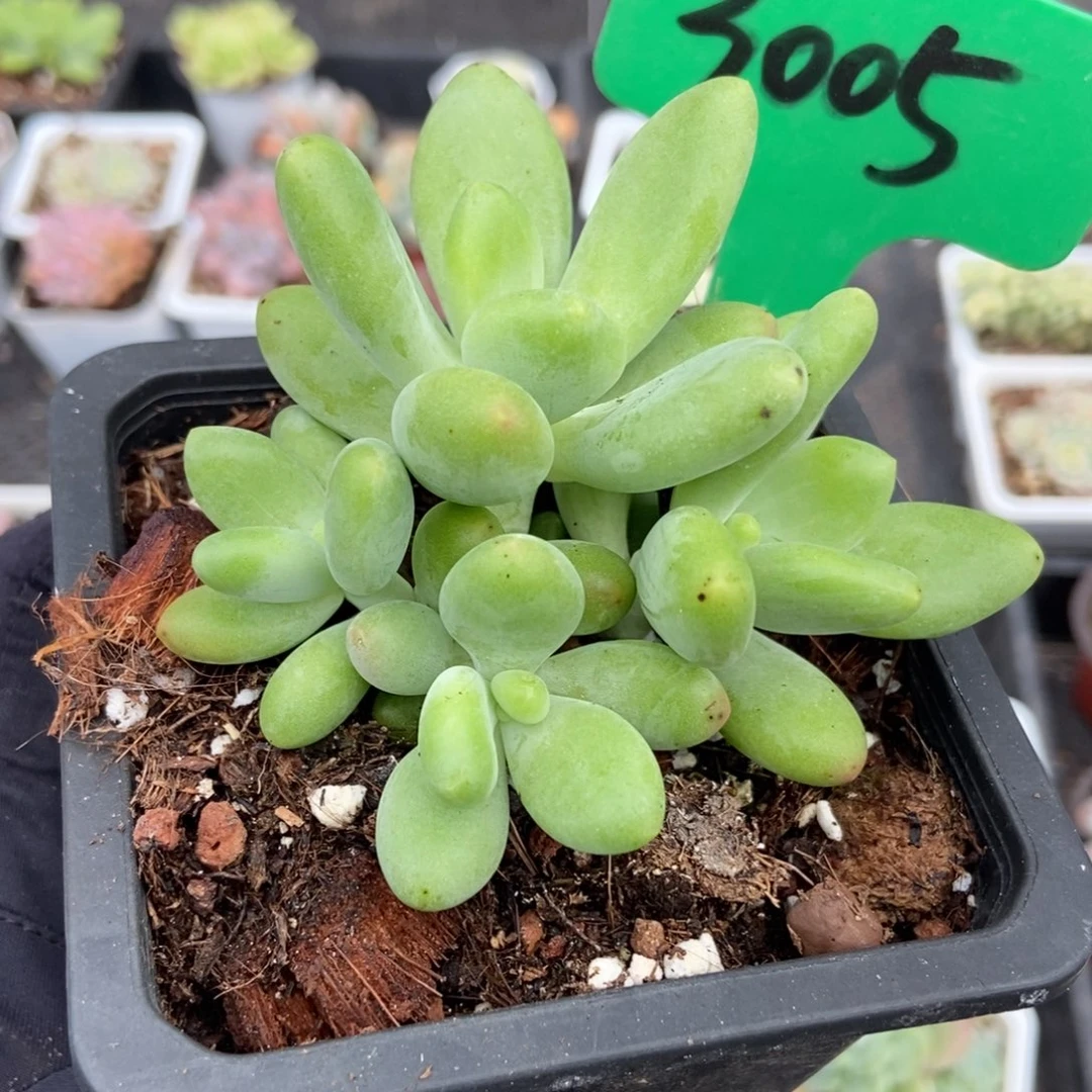 3005芒果奶多肉植物