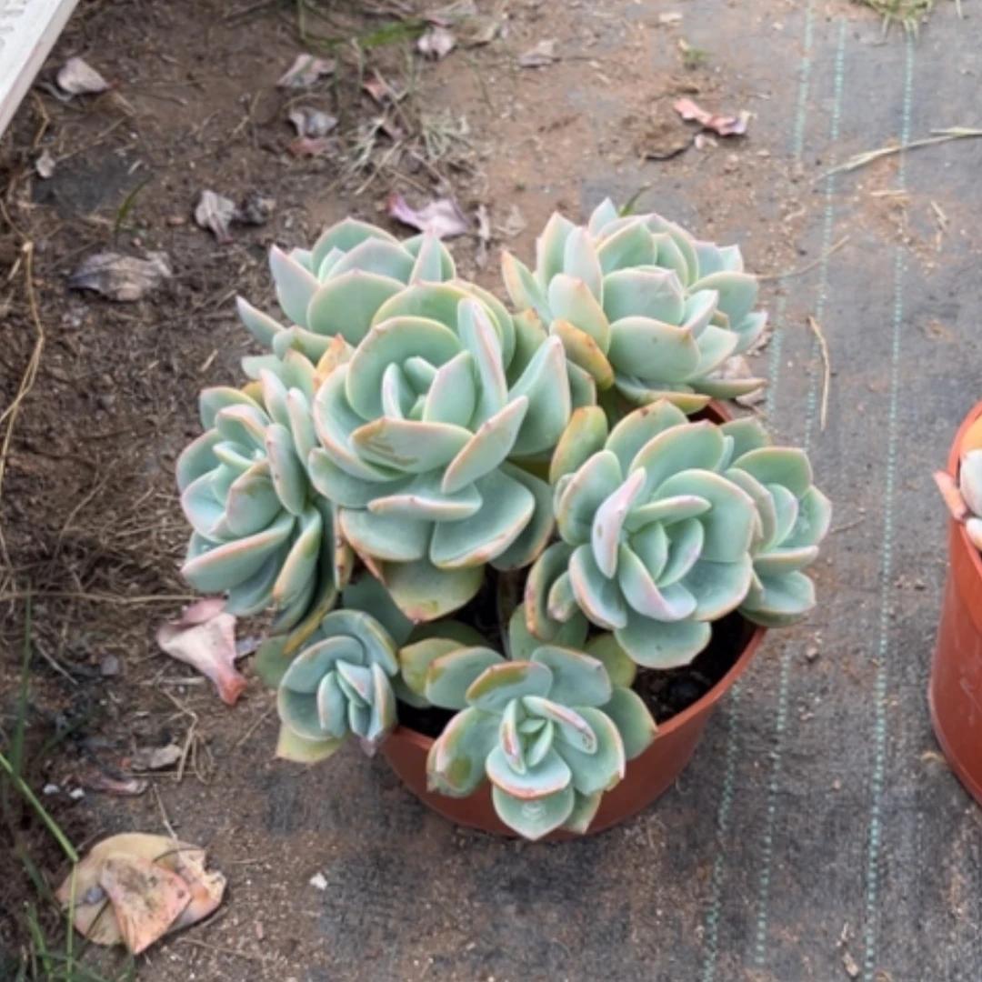 【闪购商品】朵****）凤