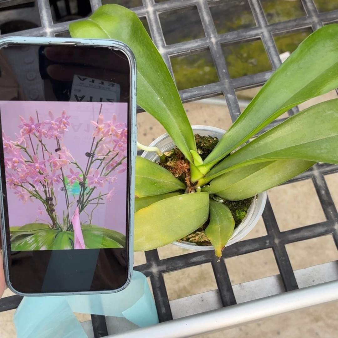 当前无花朵，栽培后可花朵A111三寸海底世界瑕疵