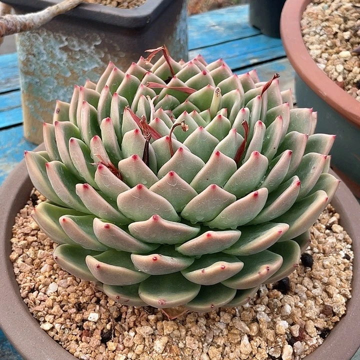 柔*                  旋转龙