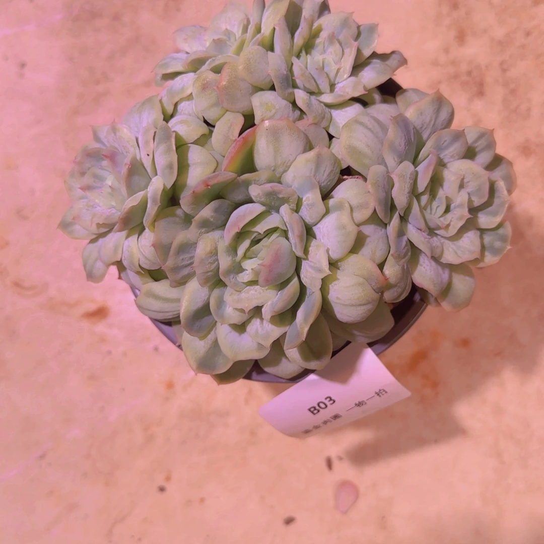 Q***UB03泡泡纱群5头