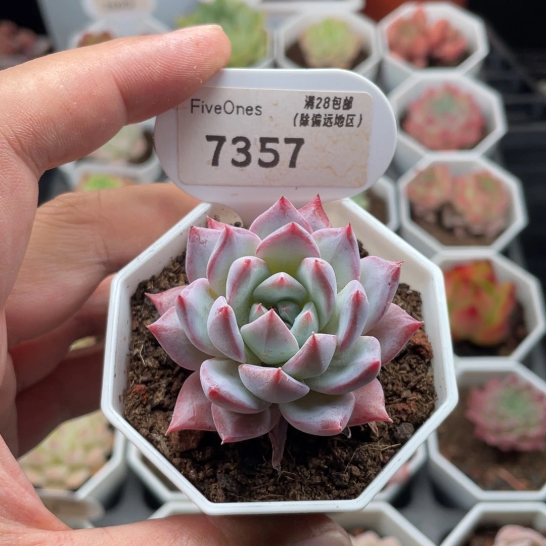 粉蓝鸟7357-4.5厘米