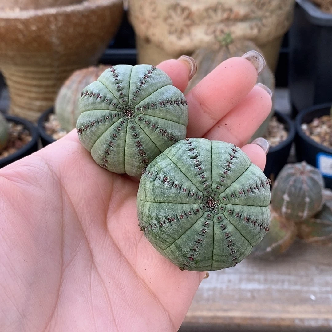 s****）白肌布纹球多肉打包