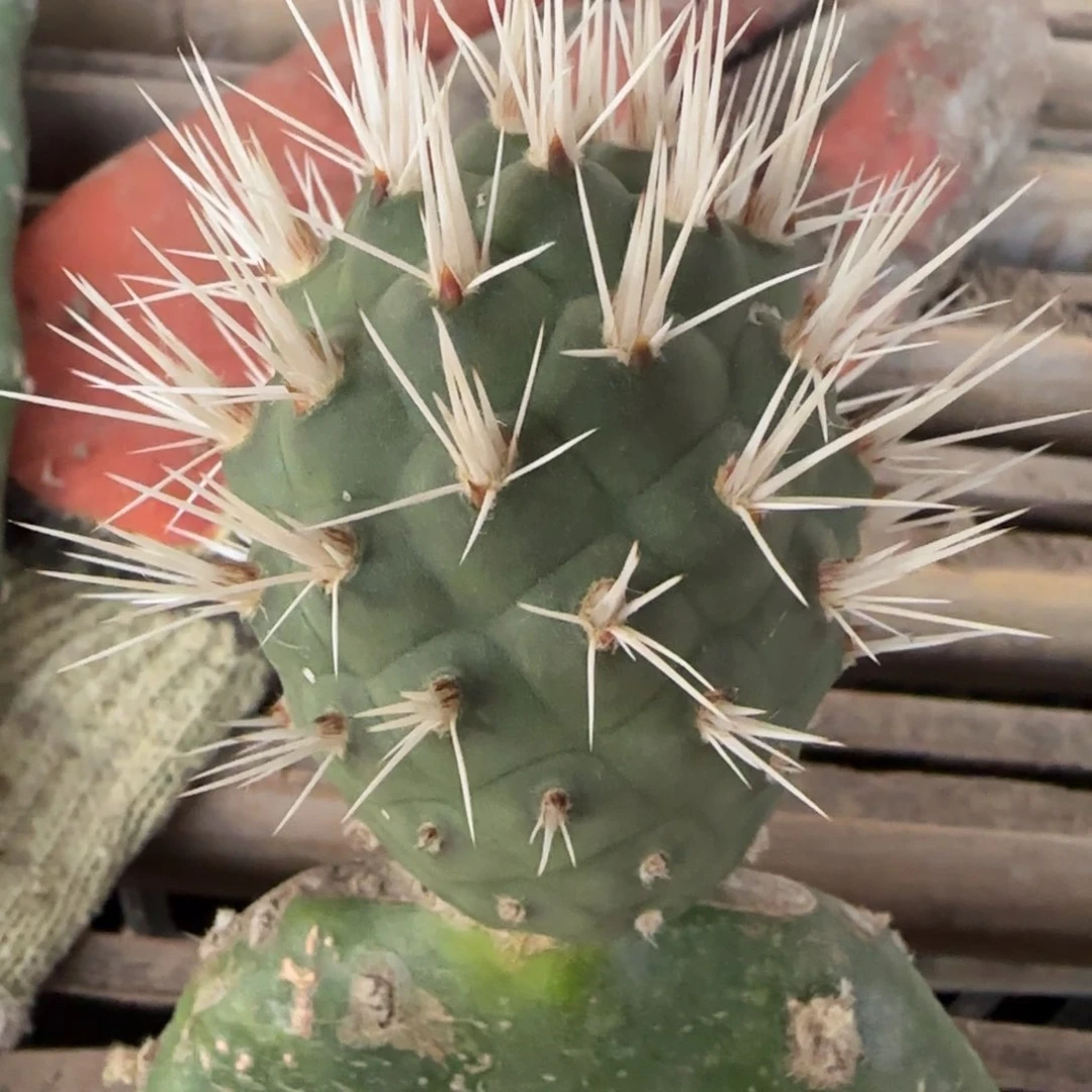 【闪购商品】原地奶白狂刺小苗福利