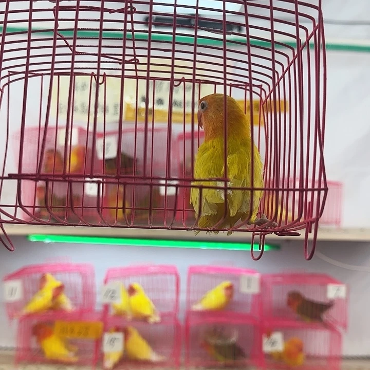 凝***)虎皮鹦鹉一物一拍