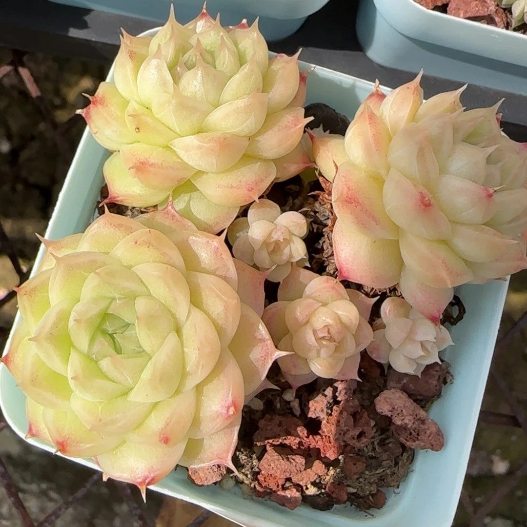 花语逸境0217-221散