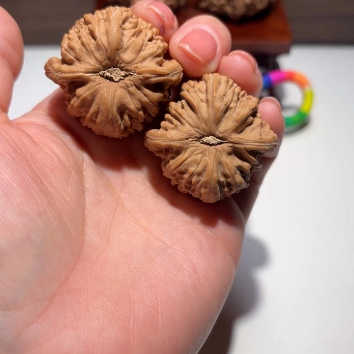 狗***子核桃38尺寸白狮子
