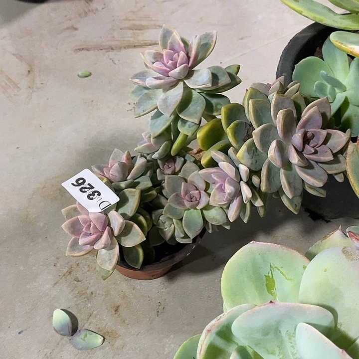 夜***雨326紫雾多肉植物多肉