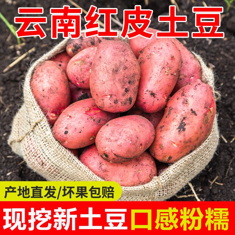2025年农家新洋芋云南红皮黄心土豆拳头大小粉糯洋芋5斤装包邮