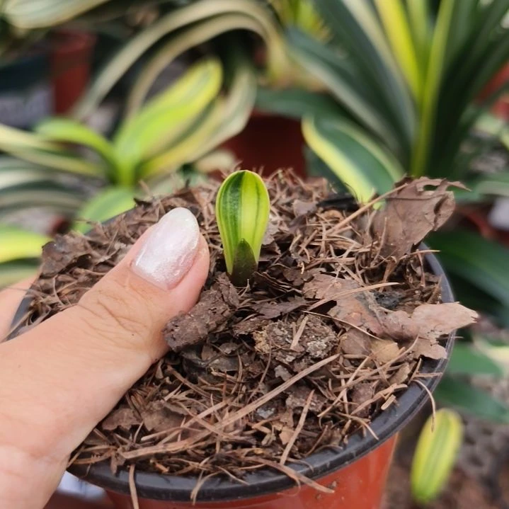 紫***杉完全开放玲珑覆轮 --35