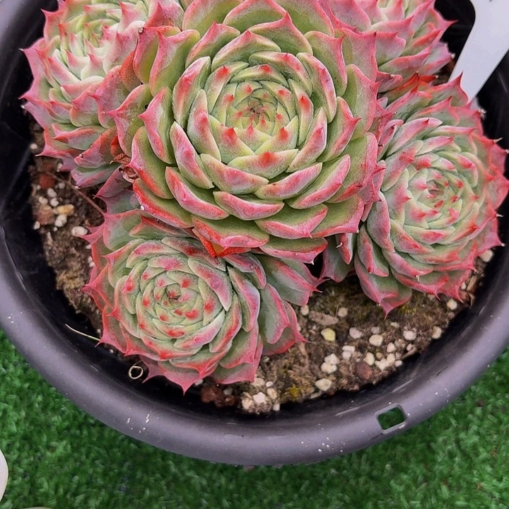 黑***瑰丽娟花卉杂交手捧