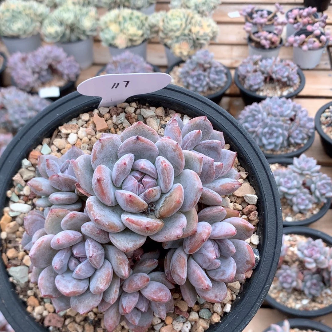 11.5厘米七头有砍石榴籽 117