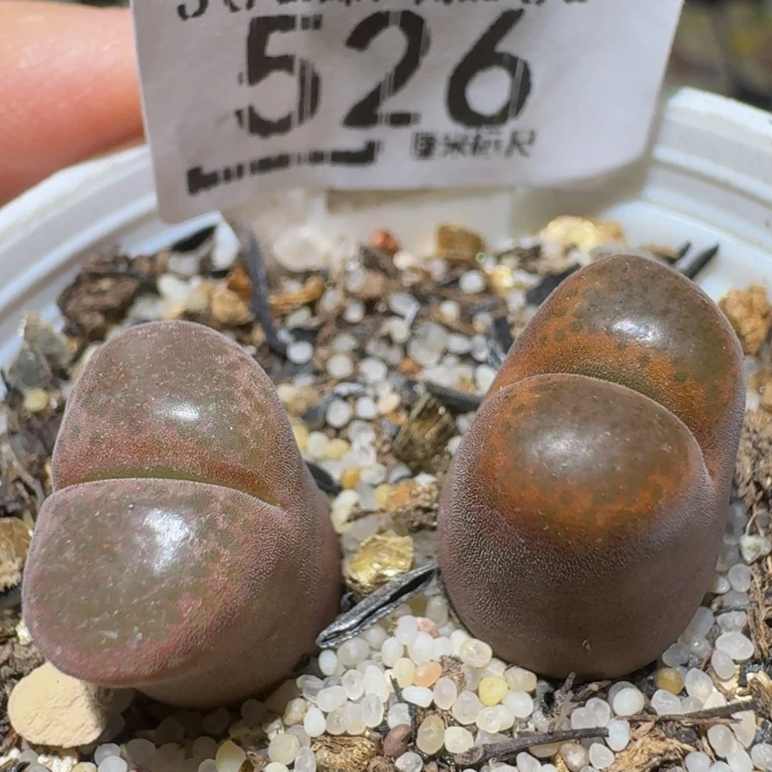 Ssss精品生石花526